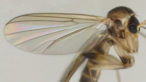 Réf. 222 513 : Phronia conformis